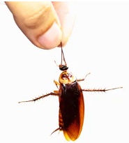 dangling cockroach