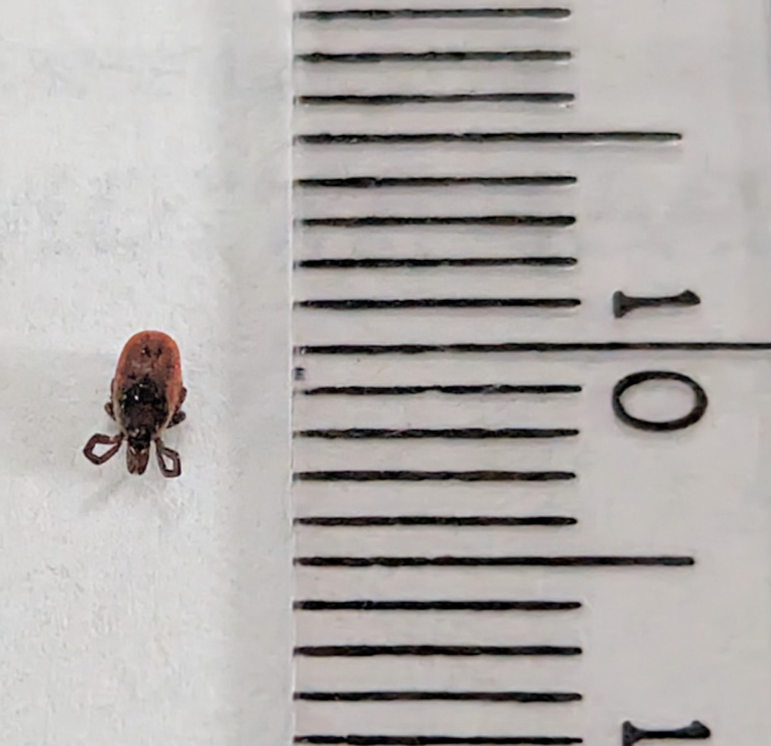 Black-legged tick